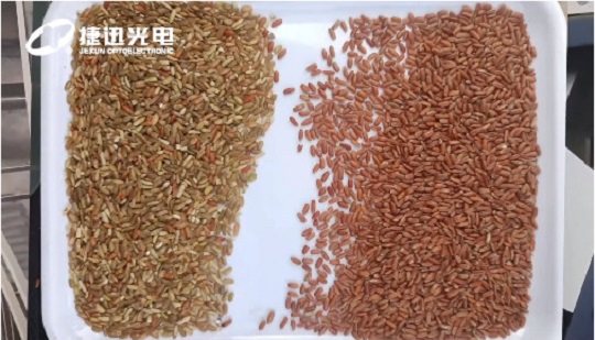 quali miglioramenti di valore porterà la selezione della qualità del "riso rosso integrale"?
