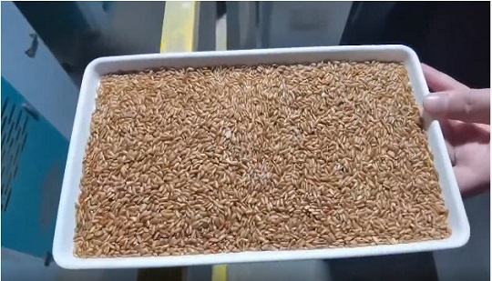 Qual è il nuovo piano per la selezione del riso glutinoso e del riso integrale nella 