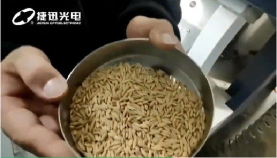 come ordinare semi di riso di migliore qualità?