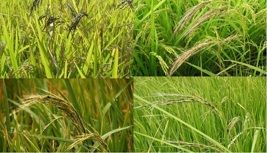 Aggiornamento iterativo della qualità del riso per il consumo di nuovo cibo